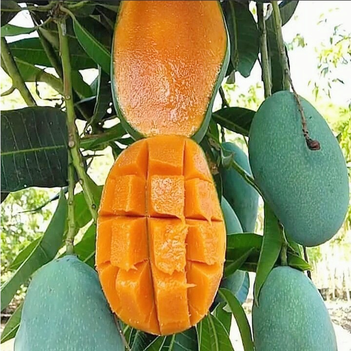 Bibit mangga harum manis okulasi