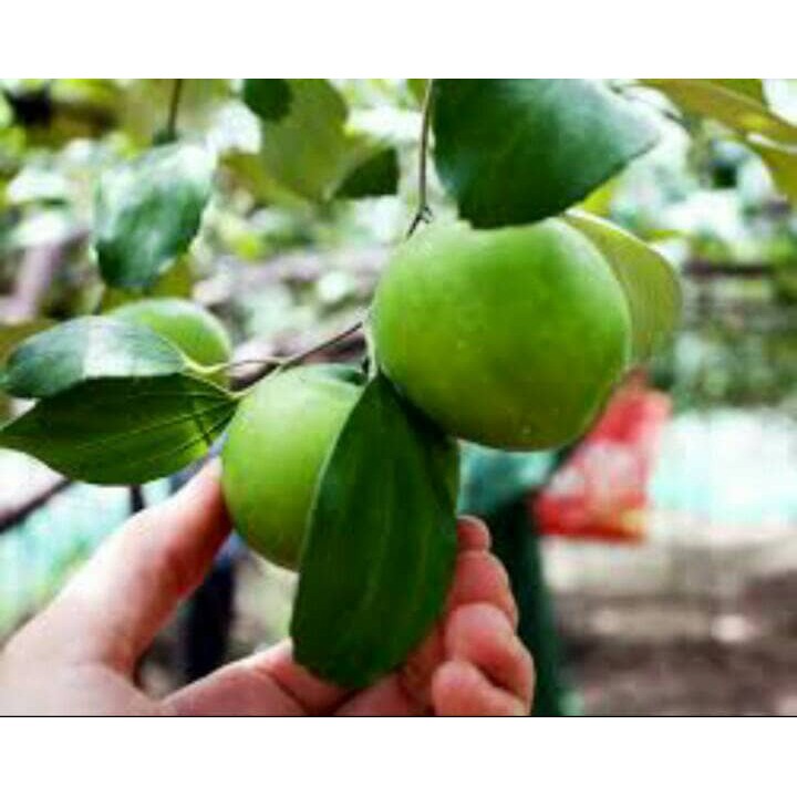 BIBIT POHON APEL PUTSA