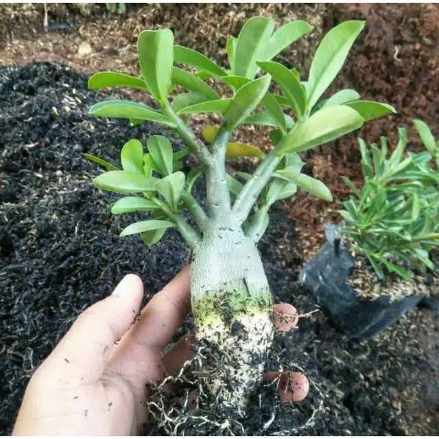 bibit tanaman adenium bunga ungu bonggol besar bahan bonsai kamboja jepang