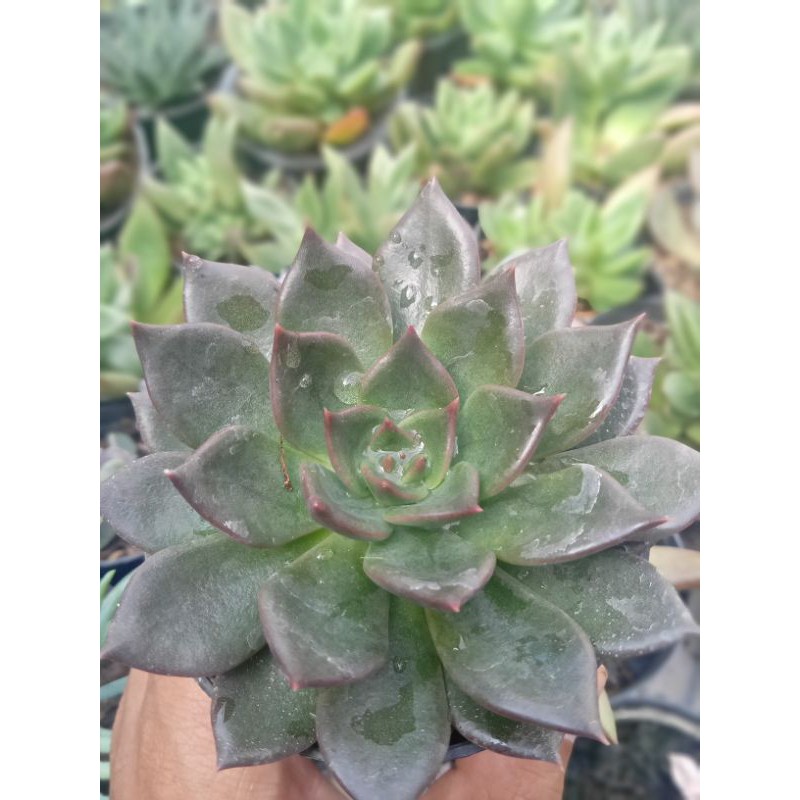 SEKULEN BLACK PRINCE POT 10CM + FREEPOT