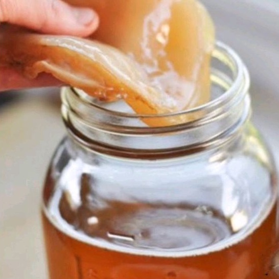 

JAMUR SCOBY/ BIBIT JAMUR KOMBUCHA TEA /JAMUR DIPO [ ORIGINAL ASLI TANPA CUKA ] COD