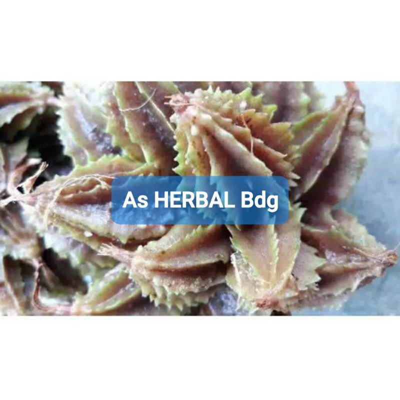 

Buah Renggak Wresah Hangasa atau Ranggasa-az