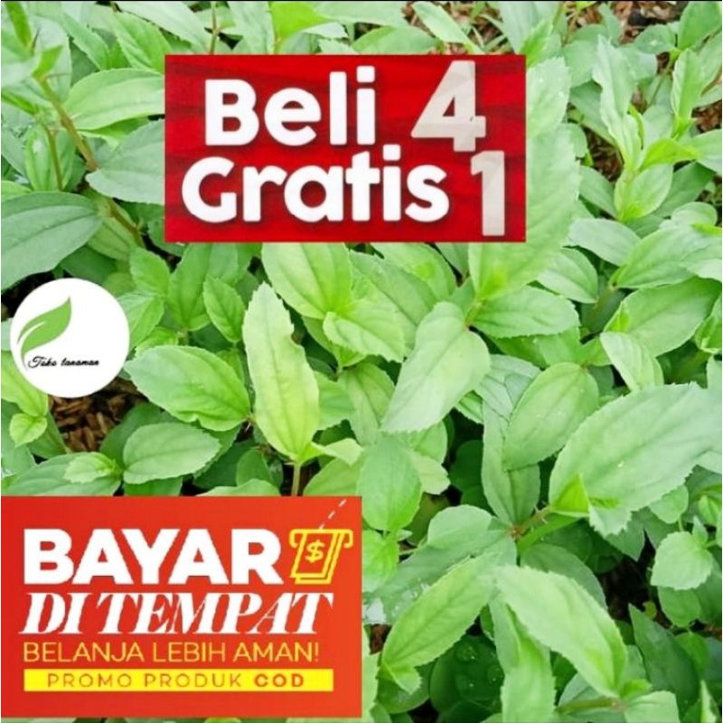 Pohon Bidara arab - Tanaman Hias Bidara arab - tanaman herbal - Bidara Arab Asli sidr - Tinggi 30 - 