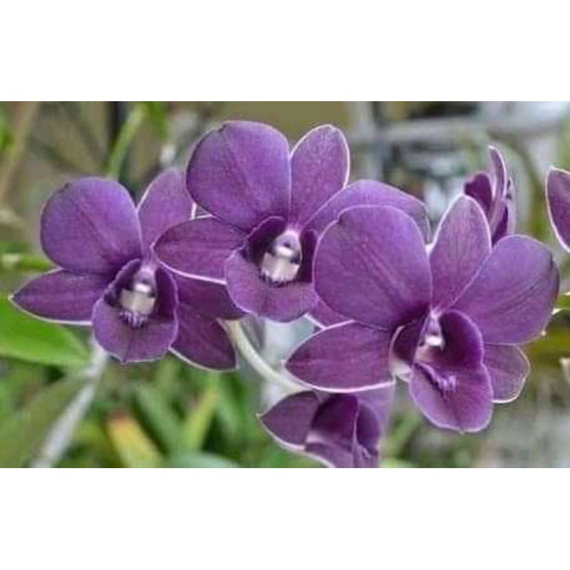 remaja dendrobium bulat