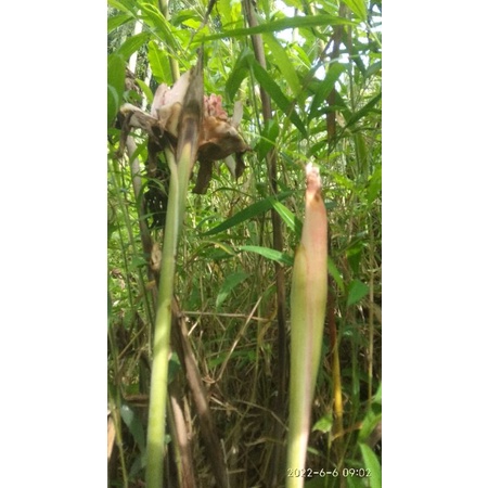 boros kecombrang segar per 20biji