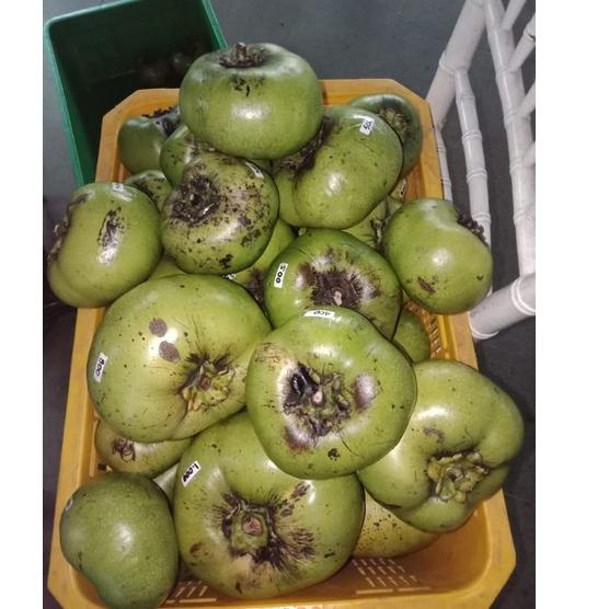 

[GI109] Buah giant black sapote vdng276