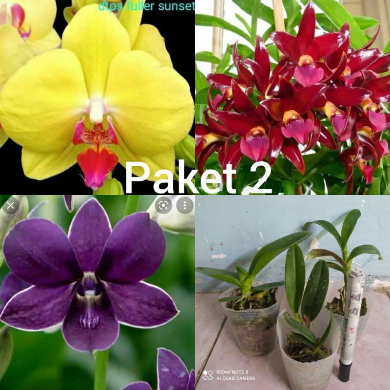 Promo 3 Remaja Anggrek Bulan Fuller Sunset, Cattleya Cocolathe Dops, Dendrobium Bidadari Biru