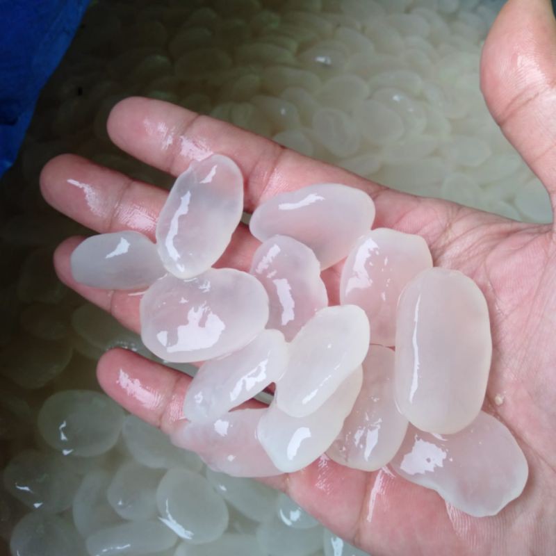 kolang kaling mentah