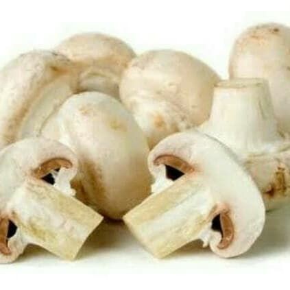 

jamur kancing atau champignon