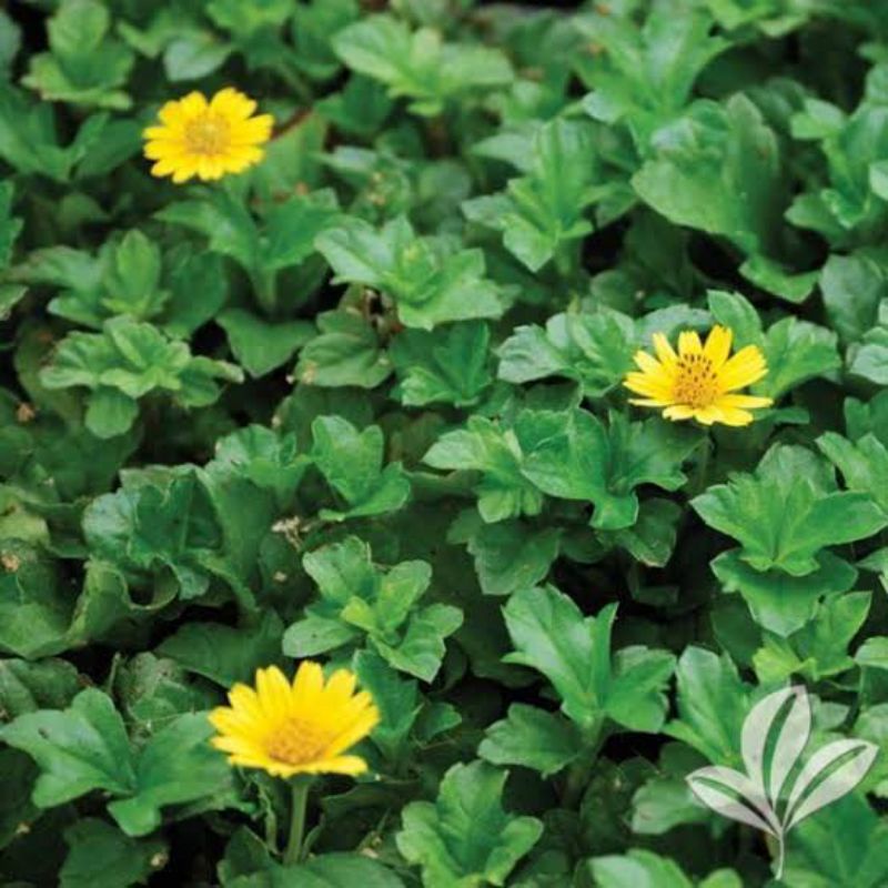 Tanaman Hias Wedelia