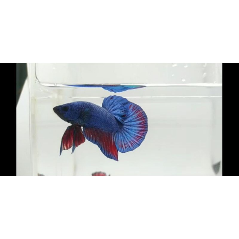 REAL PICT & VIDEO BETTA CUPANG HMPK JANTAN SIAP BREED