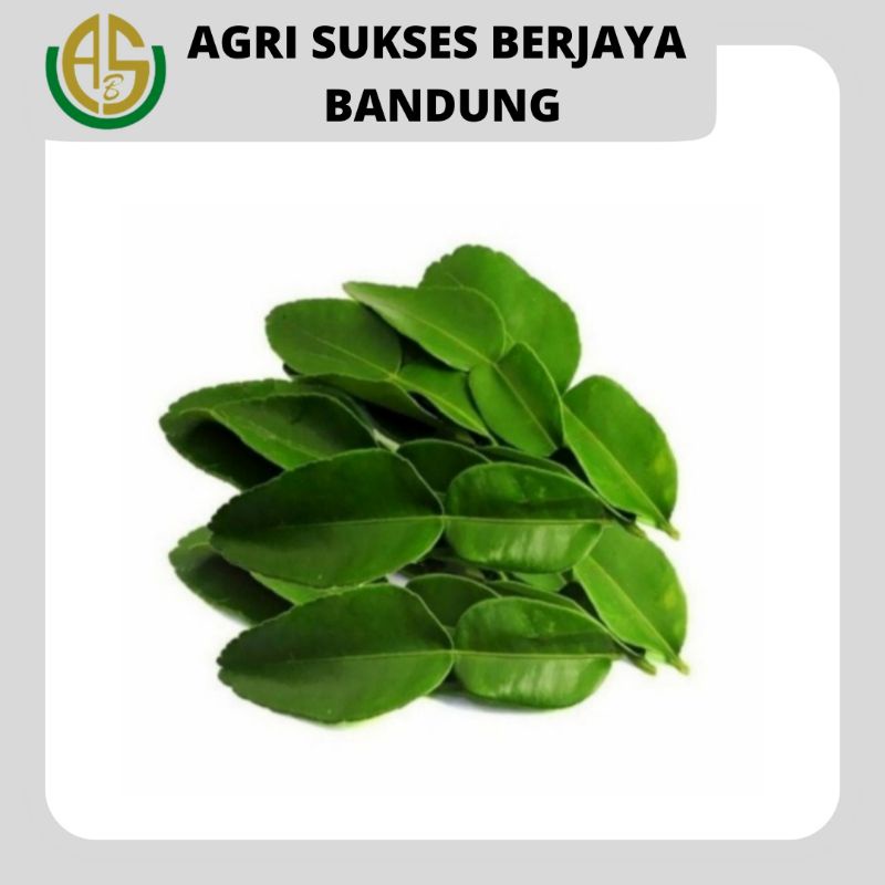 

Daun Jeruk Purut Segar - 1 Pack