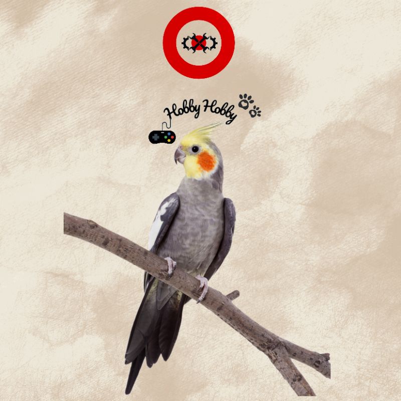 cockatiel / parkit Australia / falk australia Normal