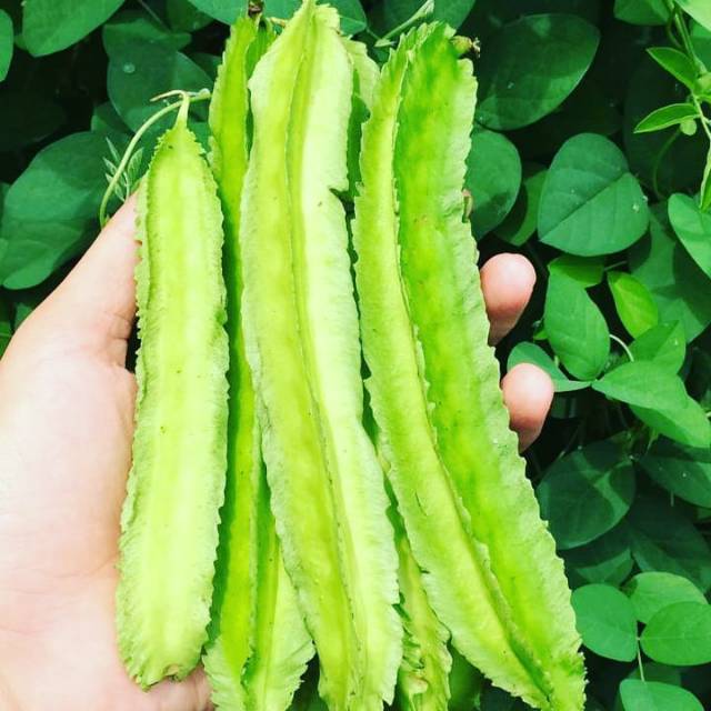 

Sayur Kecipir - 200 gr