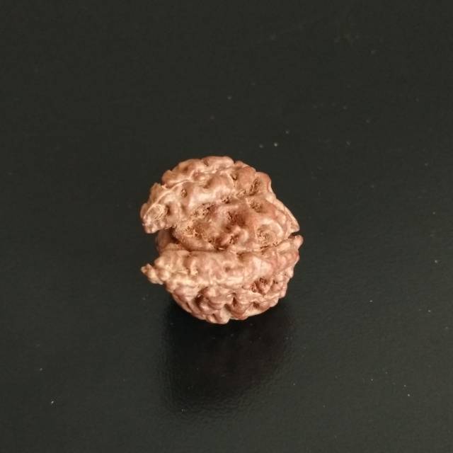 Rudraksha Savar Mukhi 8 D21.35 Jenitri Ganesha Belalai 2 Jenitri