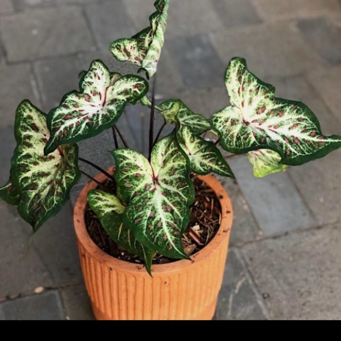 promo tanaman hias keladi wayang putih - keladi