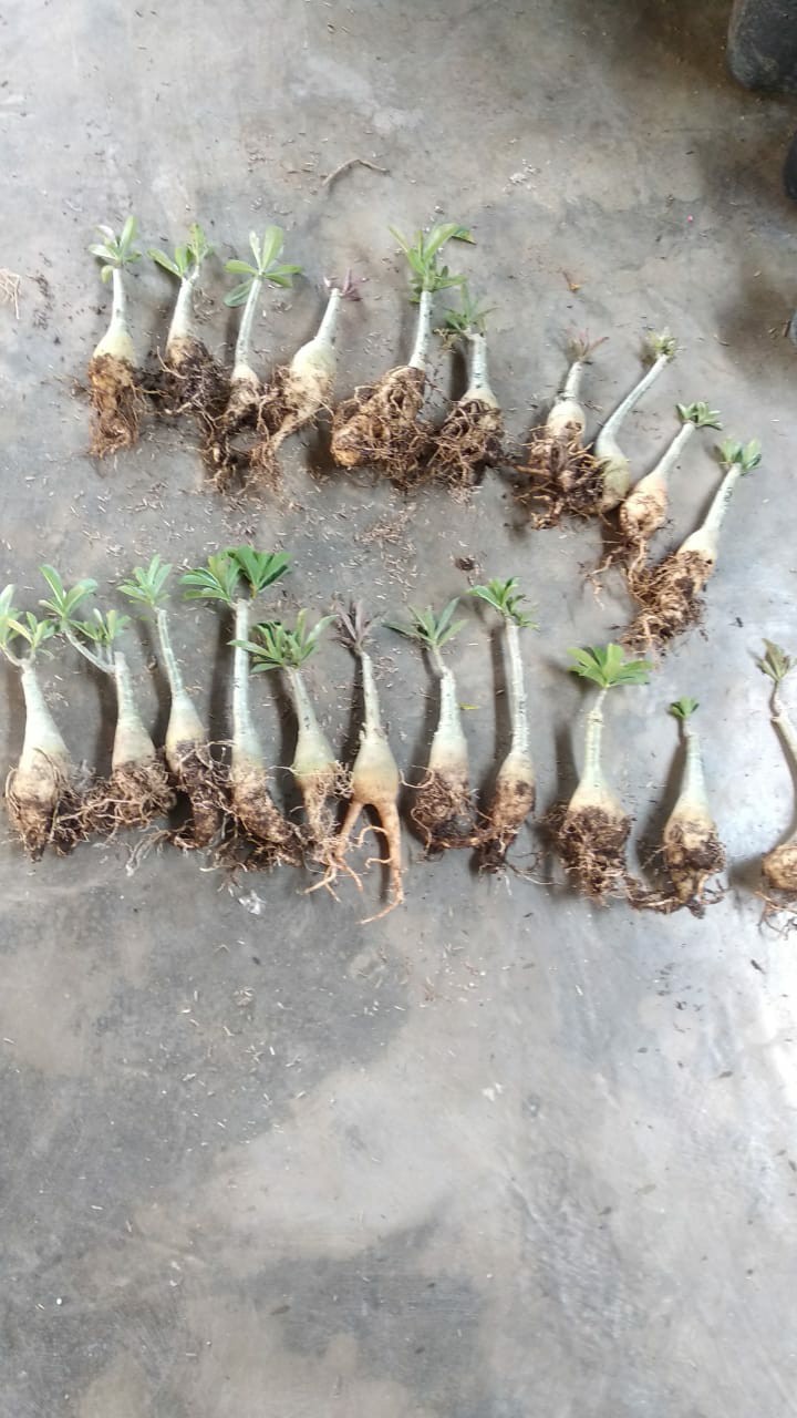 Adenium Tumpuk Jepang Bisa Cod