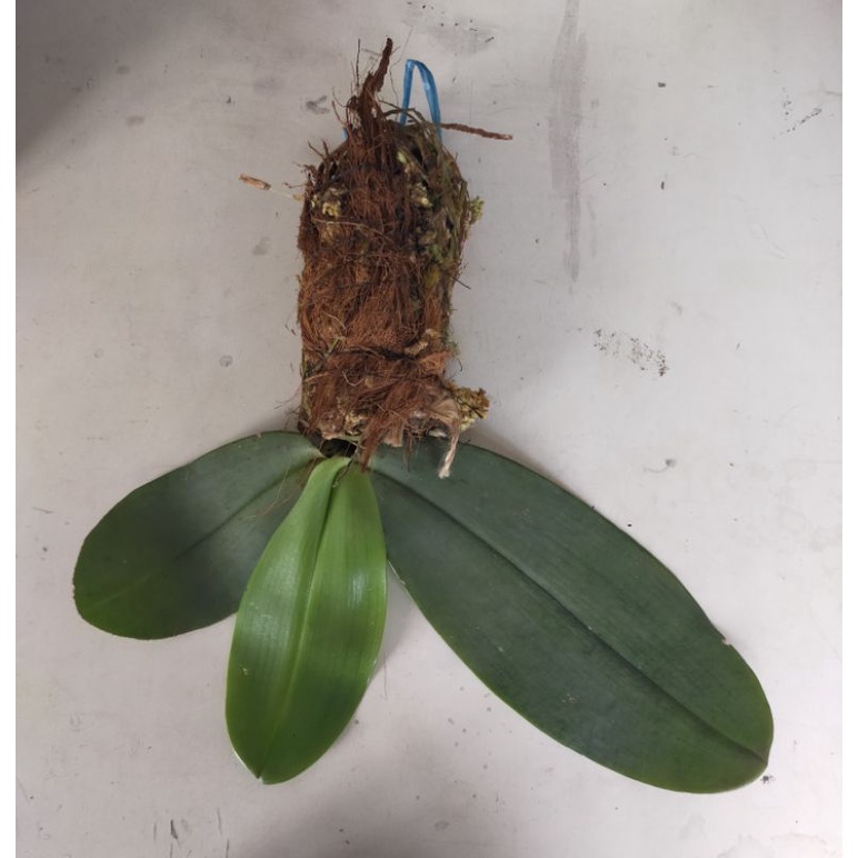 Phalaenopsis gigantea