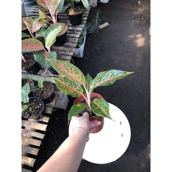 Aglaonema Chop raya