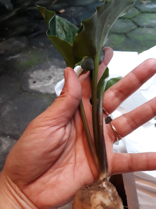 Sukulen Dan Kaktus Mini (drimiopsis Maculata)