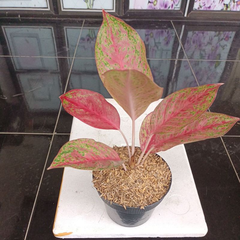 AGLONEMA SEXYLIA ATAU SEKSILIA