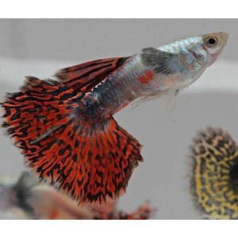 

ikan Guppy red/yellow dragon