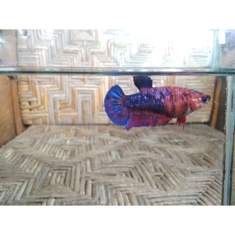 HIASAN AQUARIUM AQUASCAPE IKAN CUPANG HIAS FEMALE KOI MULTICOLOR GRATIS PACKING FREE PACKING