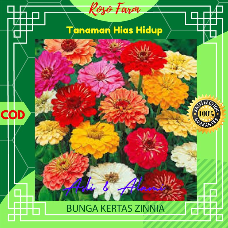 Tanaman Hias Bunga Bunga Kertas Zinnia Kebun Berkebun Bibit Benih Bunga Kembang Asli Alami Hidup