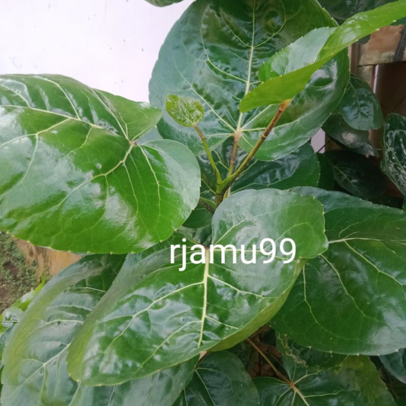 

Daun Herbal Mangkokan segar 250g