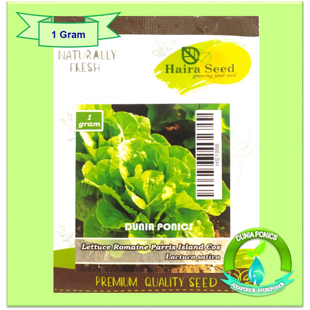 Jual Benih Selada Lettuce Green Romaine Parris Island Cos Haira Seed 1