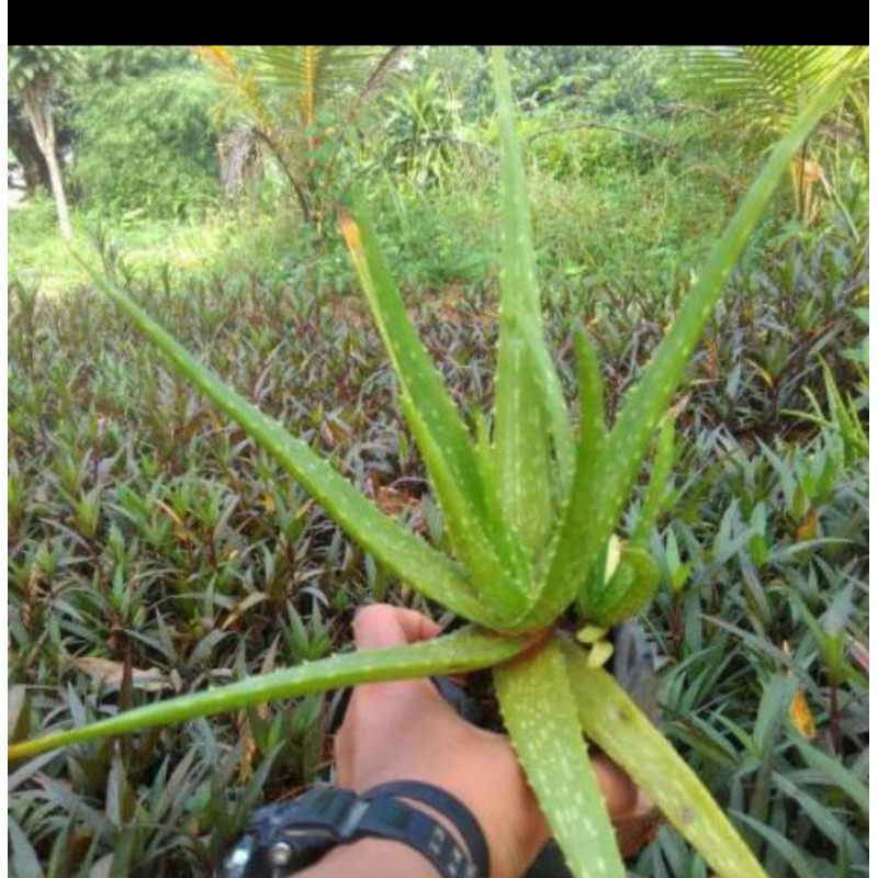 Jual Tanaman Hias Lidah Buaya Tanaman Lidah Buaya Shopee Indonesia