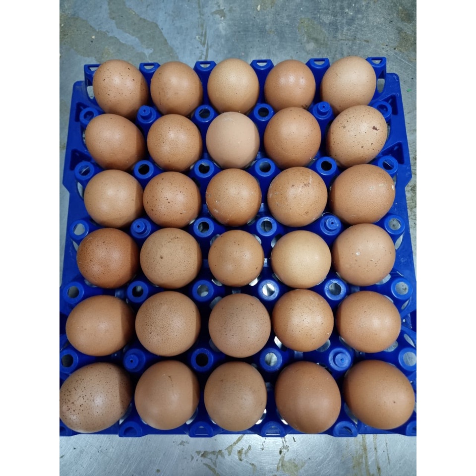 Telur Ayam Negeri Besar Fresh / kg