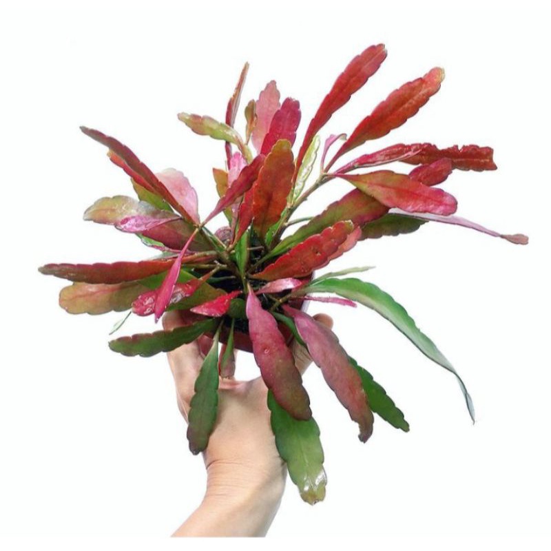 Tanaman hias gantung wijaya kusuma tasbih daun merah dengan bunga unik seperti tasbih - Tanaman Hidu