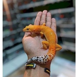 leopard gecko shtct