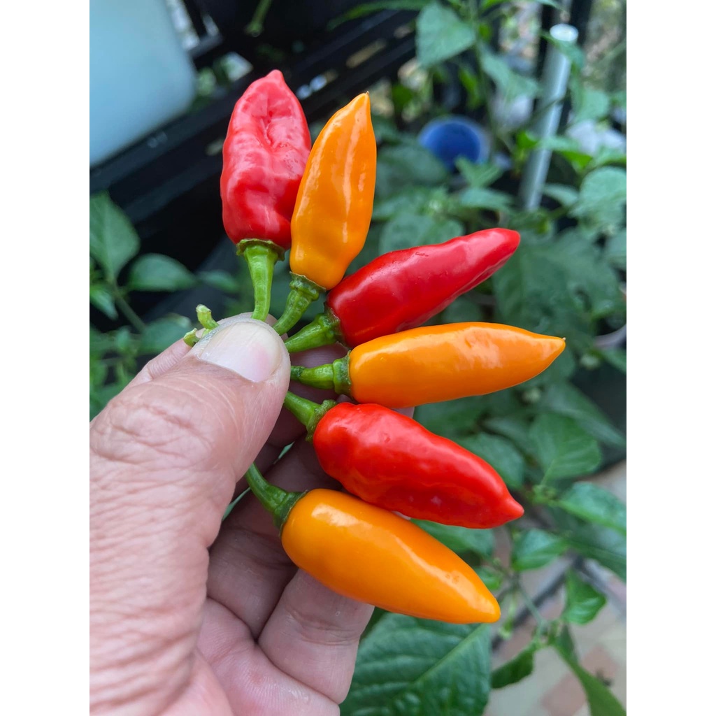Benih Bibit Biji - Cabai Datil Red Cabe Pepper Seeds