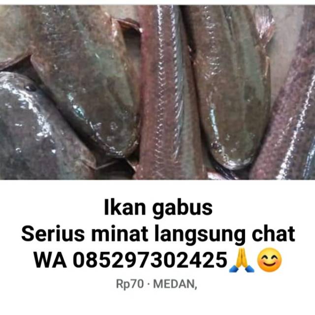 

Ikan gabus hidup