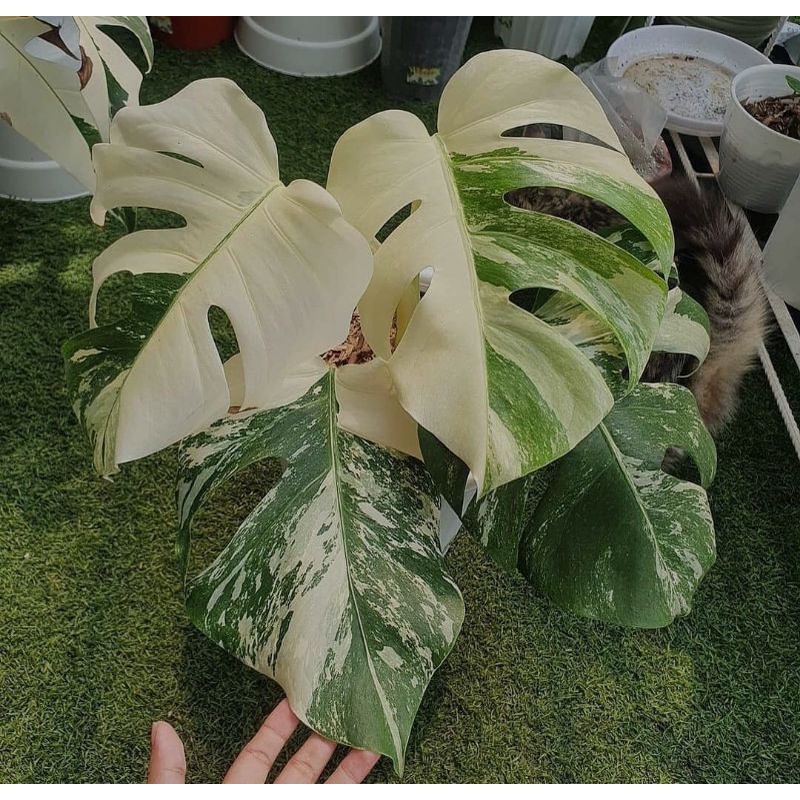 monstera variegata deliciosa | bibit