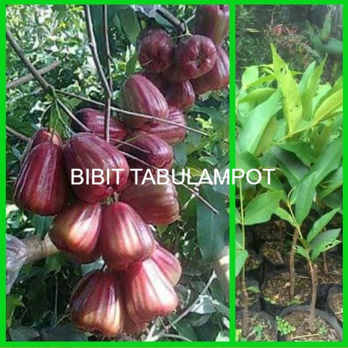 Bibit Jambu Air King Rose Jumbo