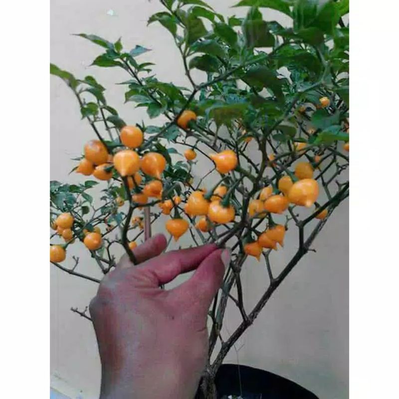 10 Benih asli F1 cabe hias unik yellow cupetinho