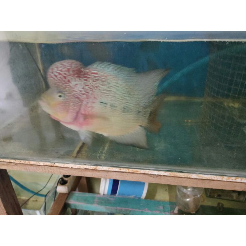 louhan lohan kamfa f3 x cencu burayak