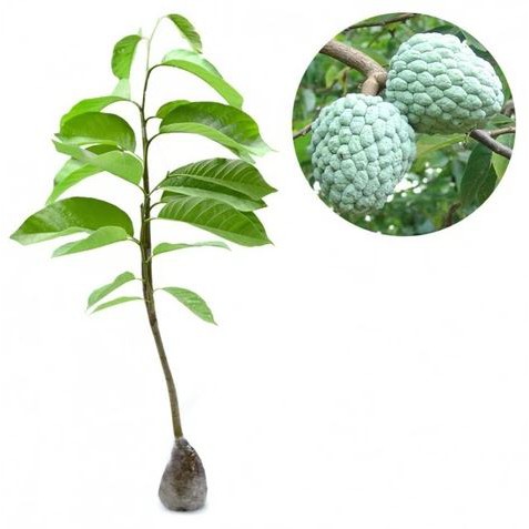 Srikaya Jumbo