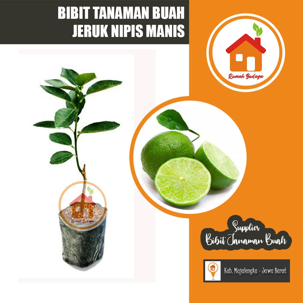 Bibit Jeruk Nipis Manis Pohon Jeruk Nipis Manis Tanaman Buah Herbal - Nipis Manis Nimas