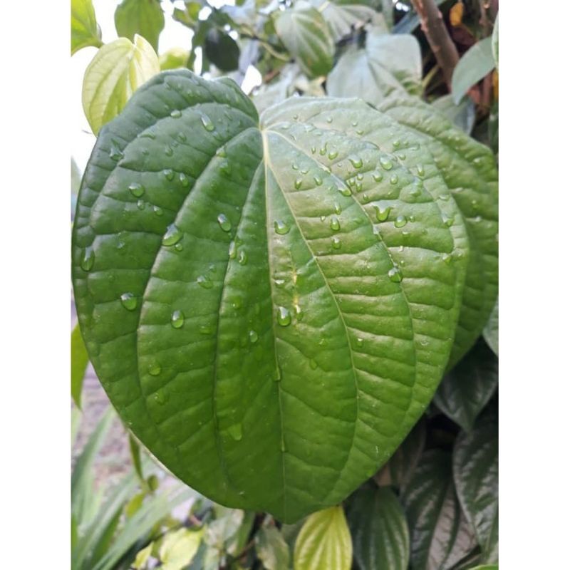 Jual Daun Sirih Hijau Obat Herbal Berkhasiat Termurah Shopee Rp Minimal Order Pcs Free