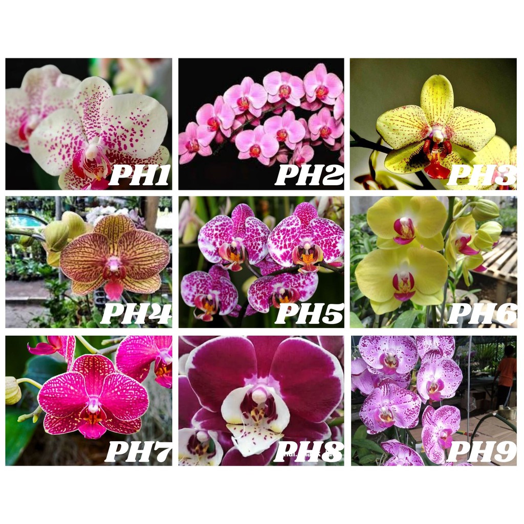 Anggrek Bulan Hybrid Seedling