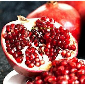 Bibit buah delima merah biji lunak red ruby pomegranate spanyol