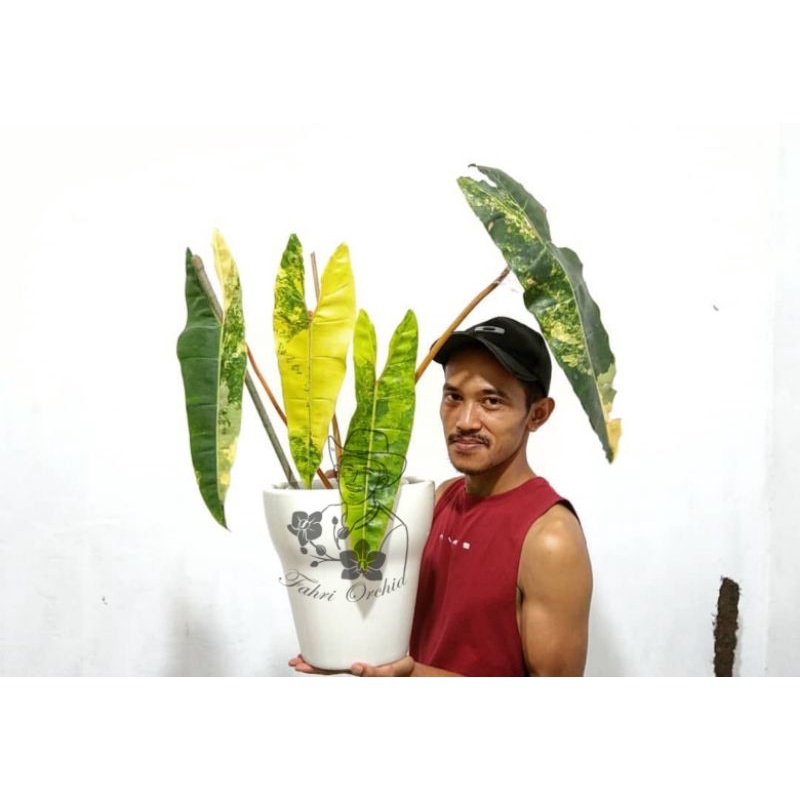 FahriOrchid - Philodendron billietiae variegata original