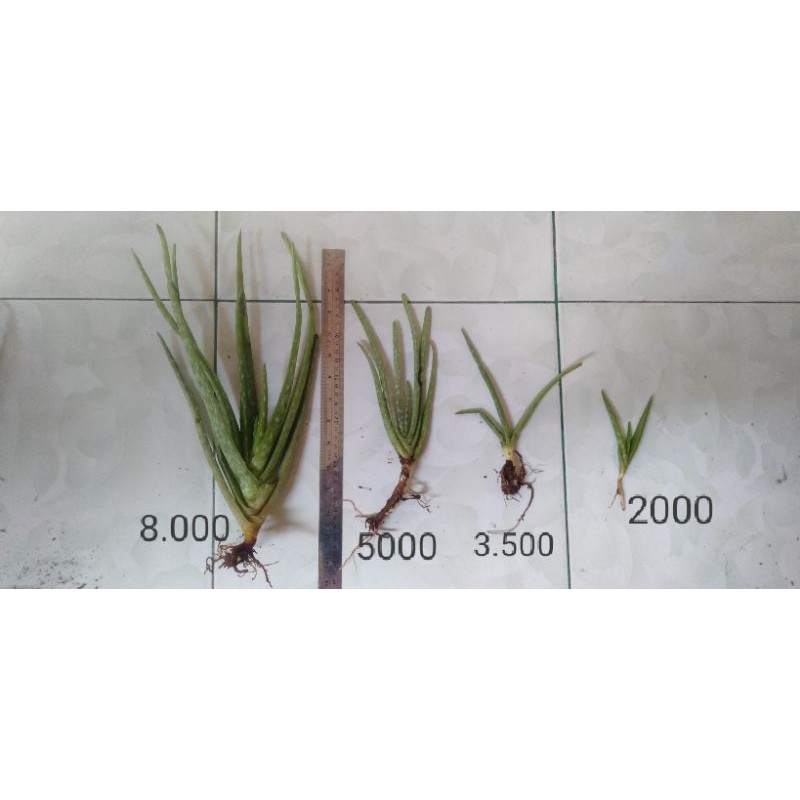 

Benih lidah buaya jumbo pontianak