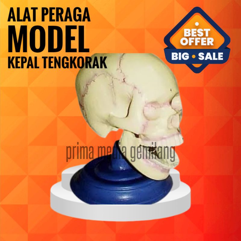 

TORSO KEPALA TENGKORAK/MODEL TENGKORAK/KEPALA TENGKORAK/Alat Peraga Pendidikan