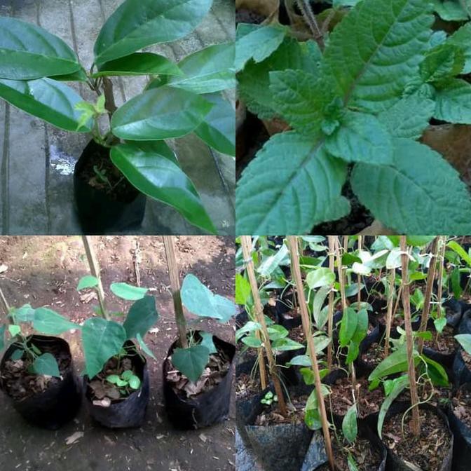 Paket 4 Bibit Tanaman Daun Cincau Hijau & Hitam
