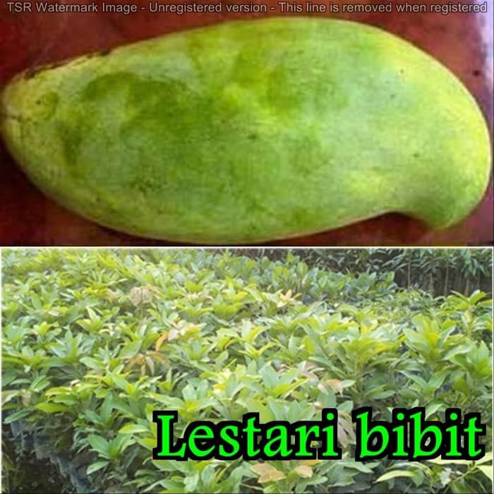 Bibit Mangga Mahatir (ORIGINAL)